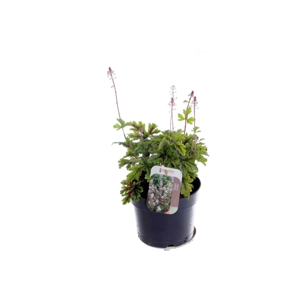 Tiarella cordifolia Sugar and Spice