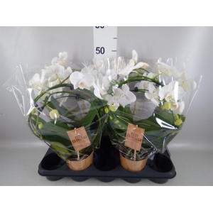 Phalaenopsis   ...