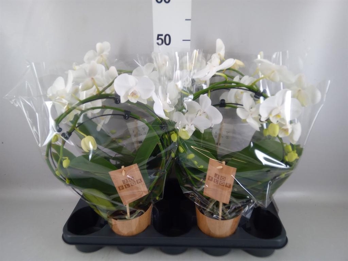 <h4>Phalaenopsis   ...</h4>