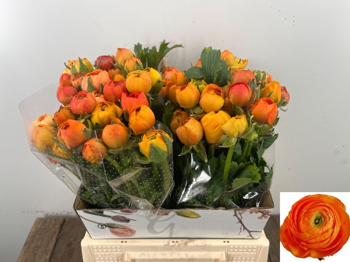 <h4>RAN EL ORANGE</h4>