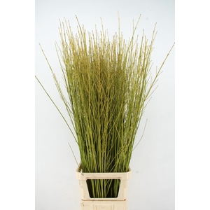 CORNUS S FLAVIRAMEA 150CM