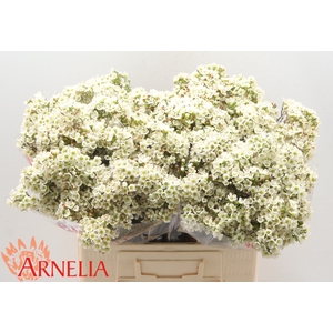 Chamelaucium Dawn Pearl