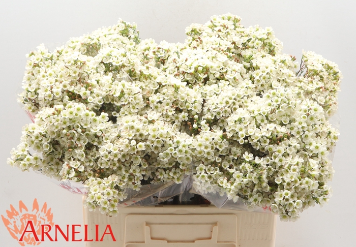 <h4>Chamelaucium Dawn Pearl</h4>