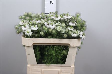 <h4>Nige D Artist White</h4>