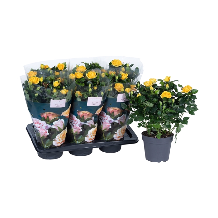 <h4>Nolina Roses Ø 17 cm Yellow st. 2-3</h4>