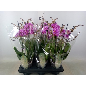 Phalaenopsis multi. 'FC Friday Fli'