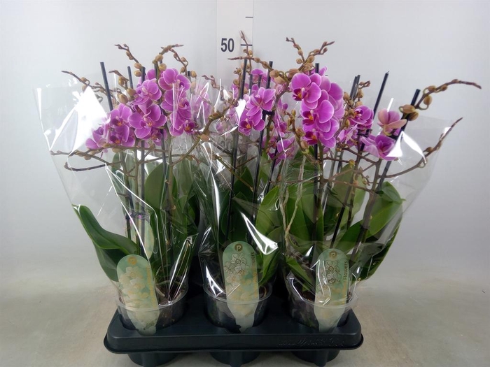 <h4>Phalaenopsis multi. 'FC Friday Fli'</h4>