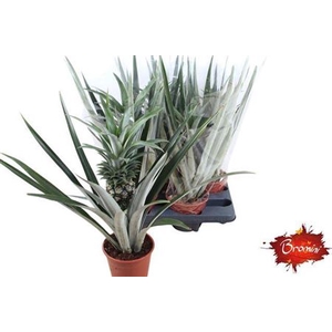 Ananas 'Champaca'