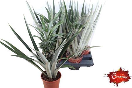 <h4>Ananas 'Champaca'</h4>