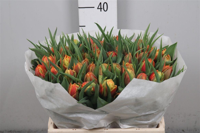 <h4>Tu Du Edition</h4>