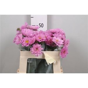 Cosmos Bipin Pink