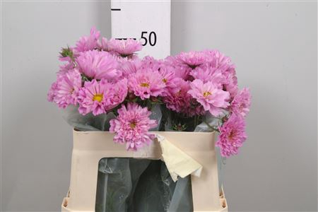<h4>Cosmos Bipin Pink</h4>