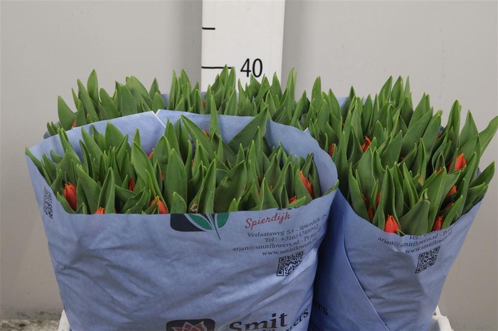 <h4>Tu En Titan</h4>