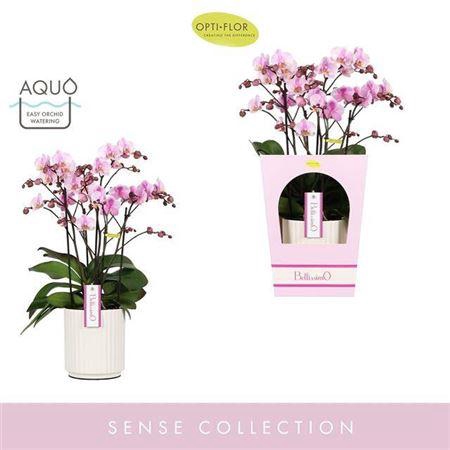 <h4>Phal Bellissimo Angelo In Cermic + Giftbox</h4>