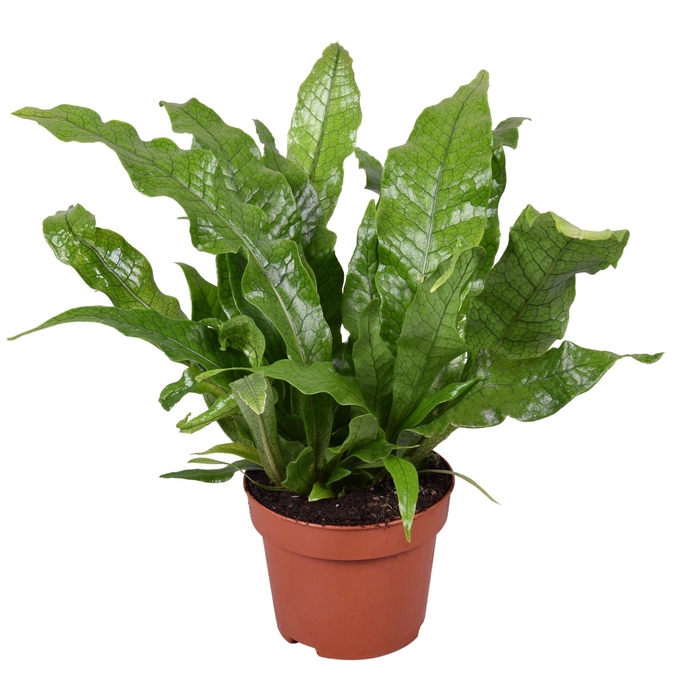 <h4>MICROS M CROCODYLLUS</h4>