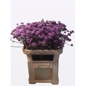 VERBENA OV PAARS