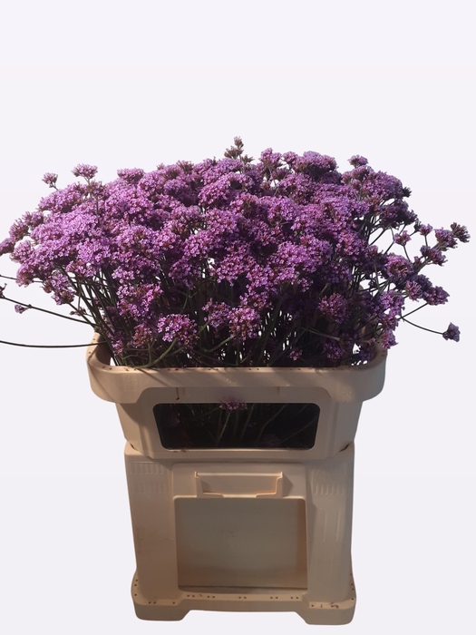 <h4>VERBENA OV PAARS</h4>