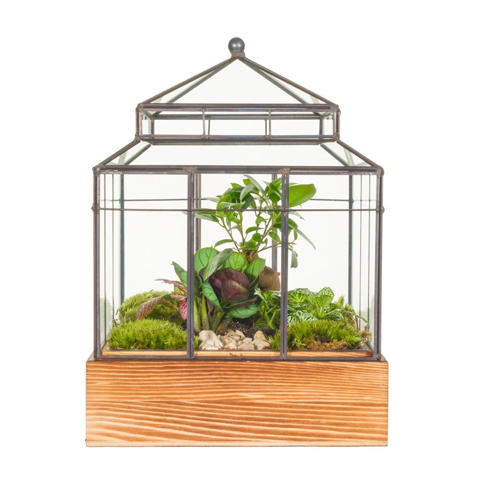 <h4>Wardians Terrarium - Wardian Case ONE</h4>
