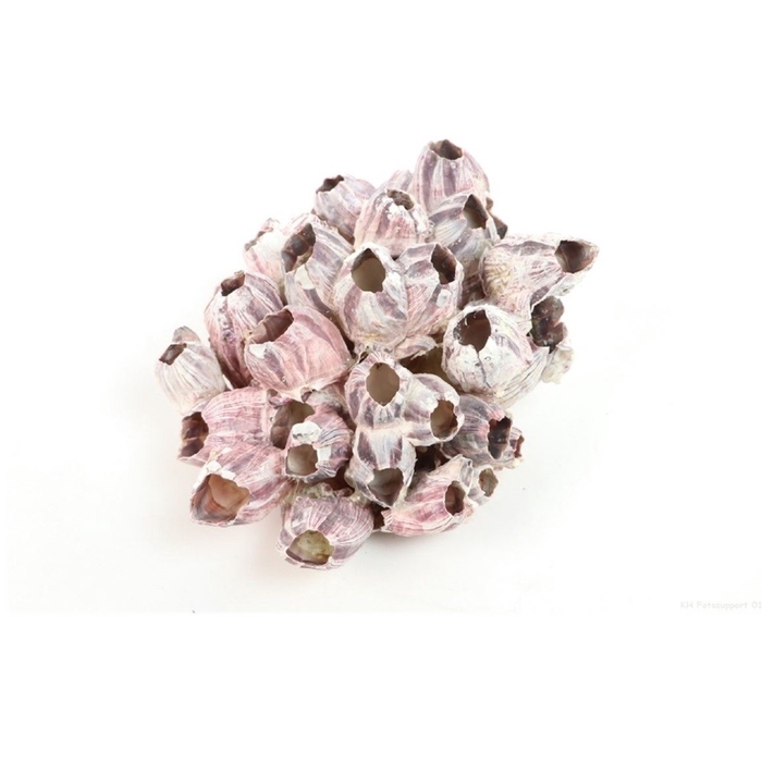 <h4>Shell Barnacles 17-22cm</h4>