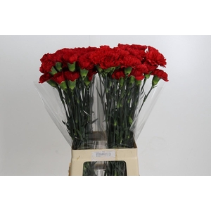 Dianthus St Don Pedro