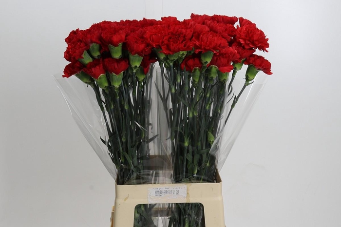 Dianthus St Don Pedro