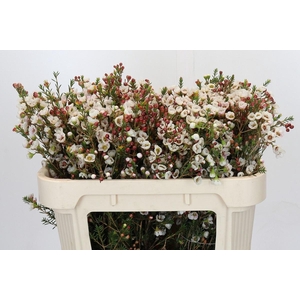 Chamelaucium Moonlight Delight