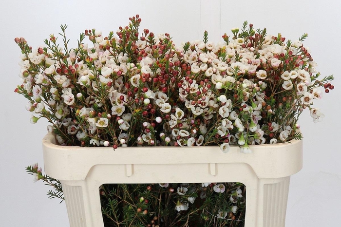 <h4>Chamelaucium Moonlight Delight</h4>