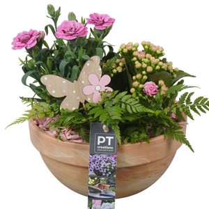 PTPP6925 Arrangement Patio in terracotta schaal