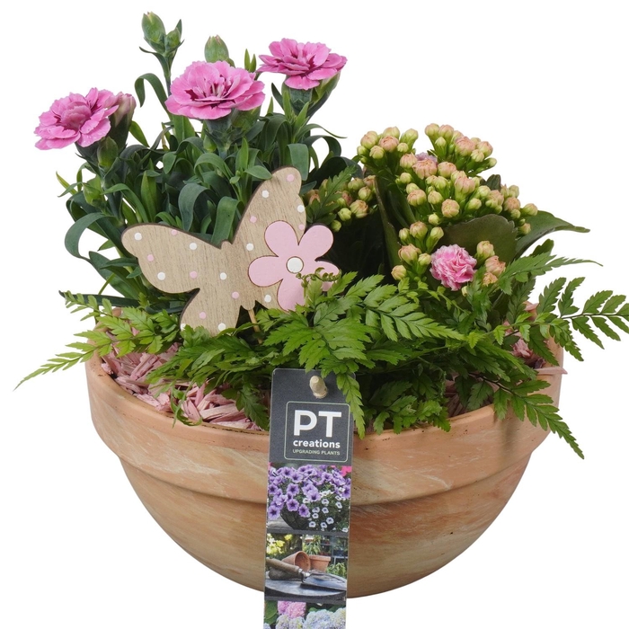<h4>PTPP6925 Arrangement Patio in terracotta schaal</h4>