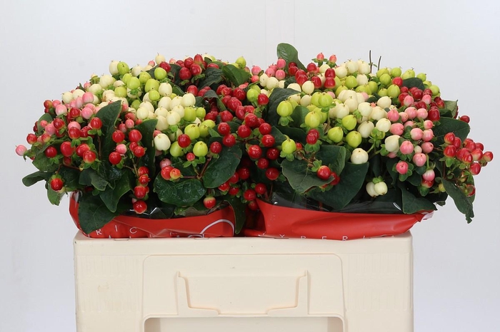 Hypericum Rainbow Romance