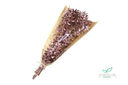 DRIED FLOWERS - RUSCUS PLUM NATURAL 5PCS