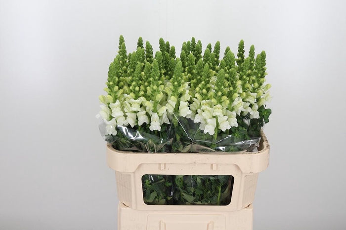 <h4>Antir Antibes White</h4>