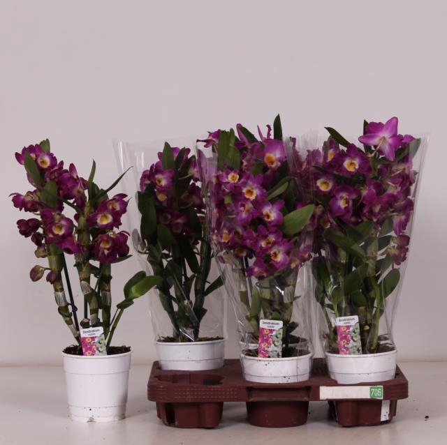 Dendrobium nobile Star Class Akatsuki 12Ø 40cm 2st