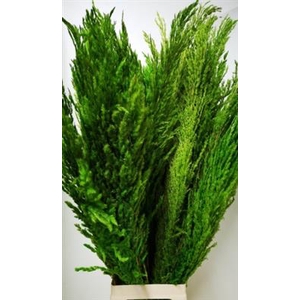 CORTADERIA GROEN X8 P.BS