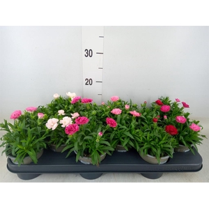 Dianthus  'Oscar'   ...mix