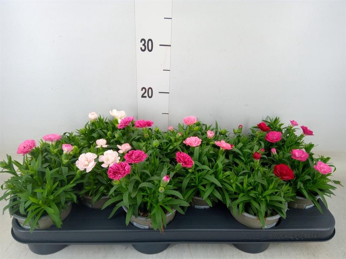 <h4>Dianthus  'Oscar'   ...mix</h4>