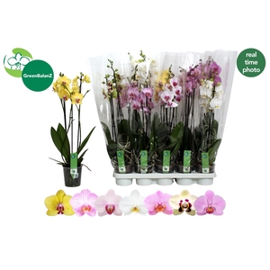 PHAL GEM 7 KL