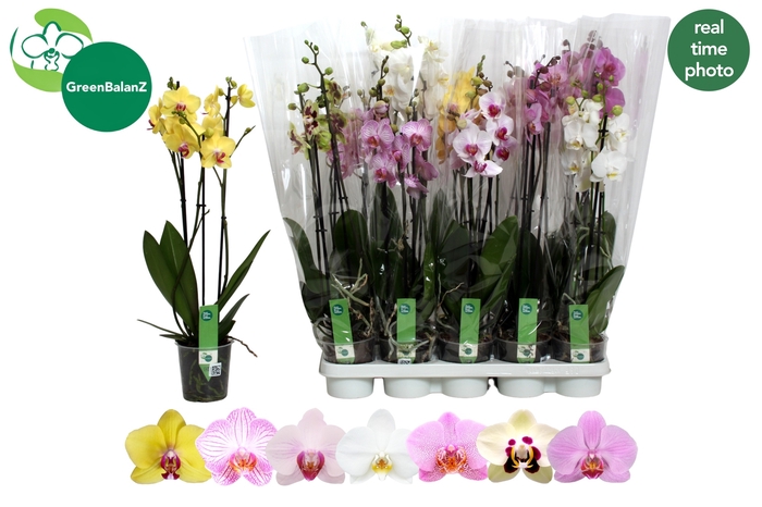 <h4>PHAL GEM 7 KL</h4>