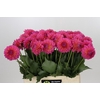 Dahlia Barbados