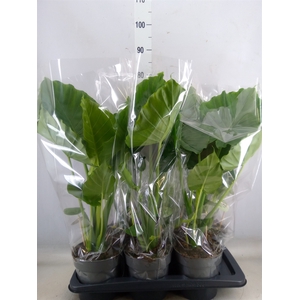 Alocasia gageana