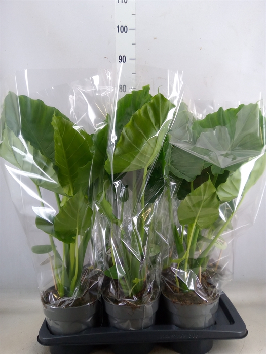<h4>Alocasia gageana</h4>