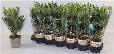 <h4>Nerium Oleander Ov</h4>