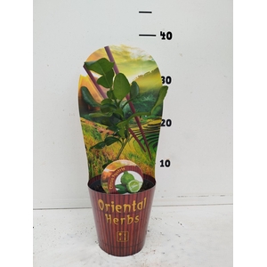 Citrus hystrix