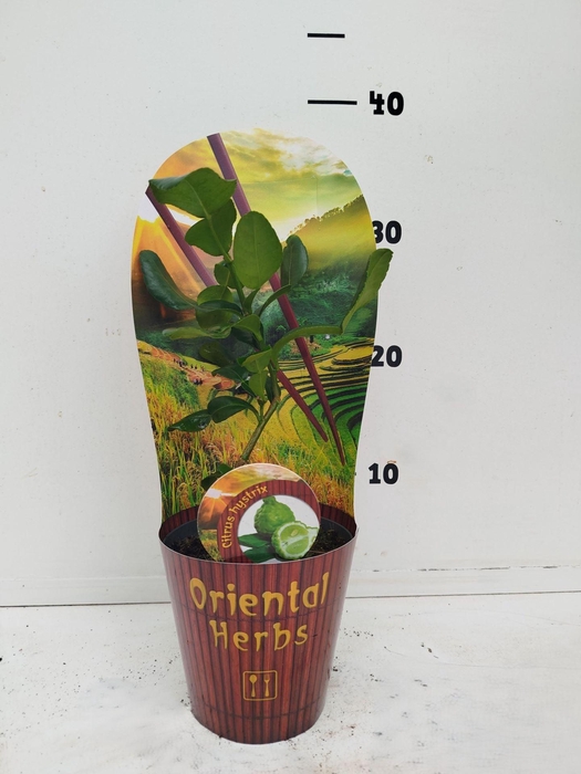 <h4>Citrus hystrix</h4>