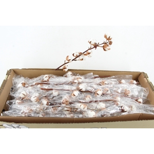 DF Katoen Gossypium Wit 8 Bol