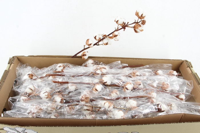 <h4>DF Katoen Gossypium Wit 8 Bol</h4>