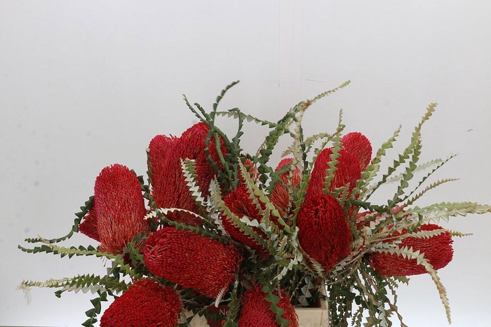 <h4>BANKSIA SPEC KLB H%</h4>