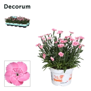 Dianthus - 10,5 cm - PEACH PARTY (salmon) - Decorum