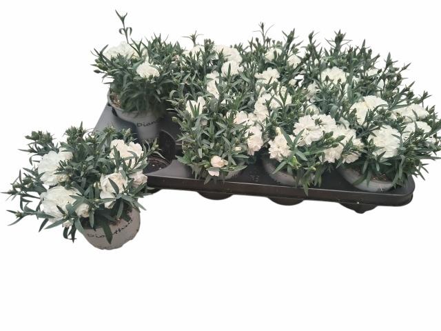 <h4>DIAN S TR WITTA</h4>