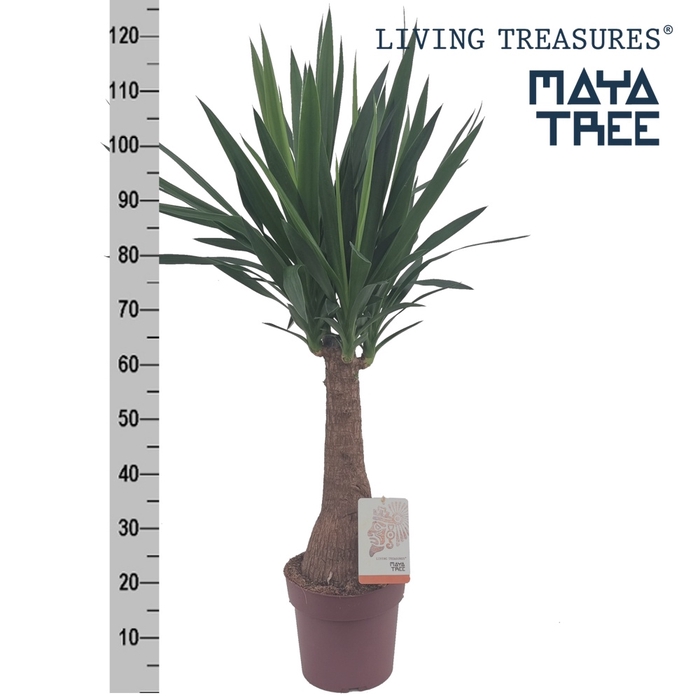 <h4>YUC ELEPHANTIPES</h4>